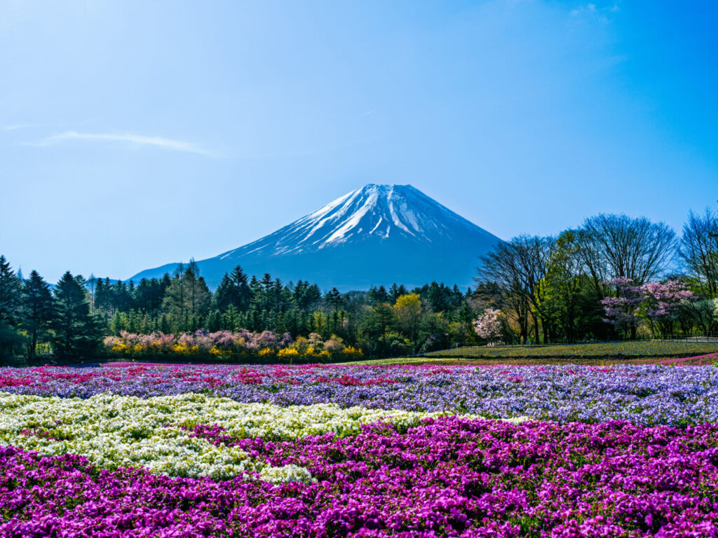 富士山と芝桜の写真
