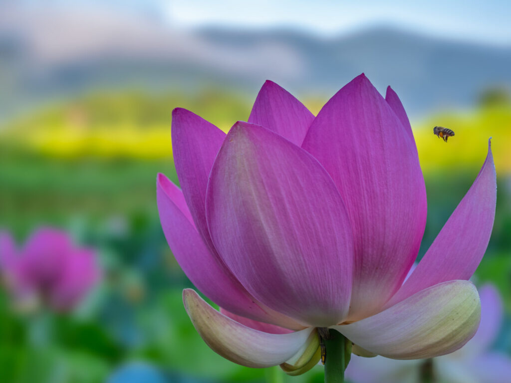 蓮の花の写真