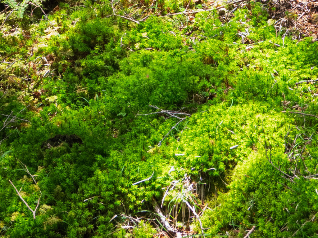 苔の写真